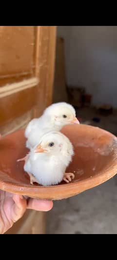 PAPER WHITE HEERA CHICKS FOR SALE