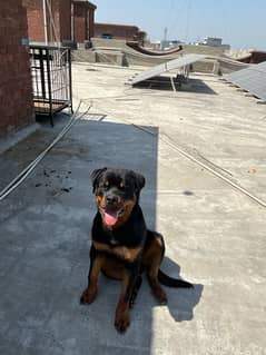 Finding my rottweiler a new home