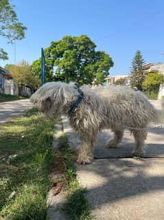 poodle American urgent sale