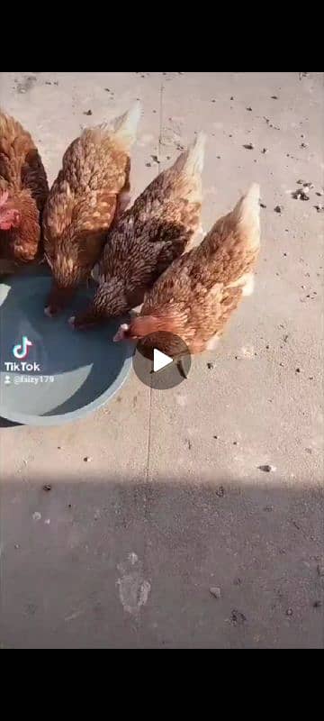 fancy Hen's available for Sale Golden/white buff/sebright/lohman 0