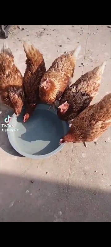fancy Hen's available for Sale Golden/white buff/sebright/lohman 1