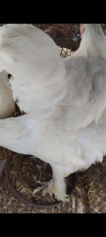 fancy Hen's available for Sale Golden/white buff/sebright/lohman 2