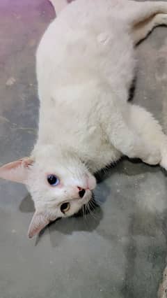 2 Eyed Color White Cat | Blue and Yellow Eyes Cat