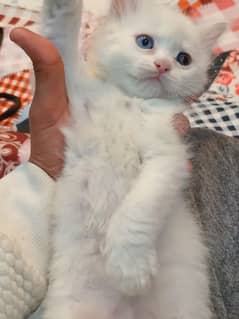 persion kitten doll face dabal code pair gray and blue eyes