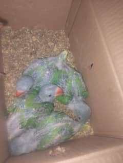 raw parrot chicks for sale / Raw Parrot / parrot /طوطا۔