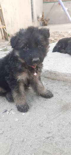 puppy bqlck and tan hain 2 pair hain available