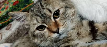 Siberian cat