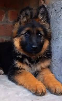 GSD Female puppy