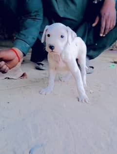 bully puppy good quality