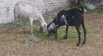 Gabin Bakri for sale/Pragnant goat for sale