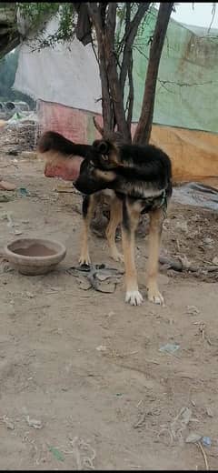 German shepherd alsatian