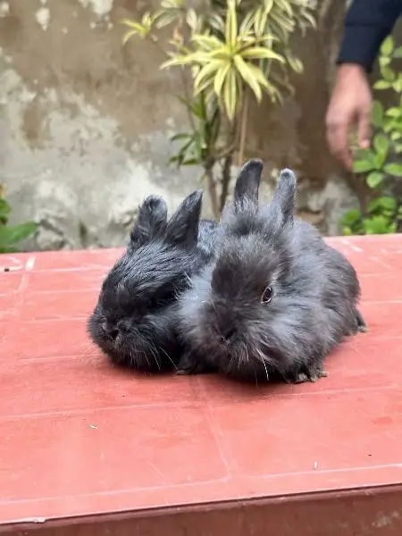 | Rabbit | bunny | Holland | Netherlands | Hottot |All Breed For Sale — photo 10