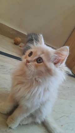 best lineage Persian kitten