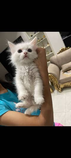 persian kittens for sell