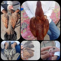 Aseel chicks for sale