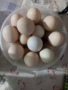 Aseel Fertile Eggs