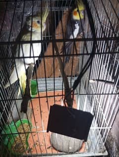 Cockatiel Pair with Cage