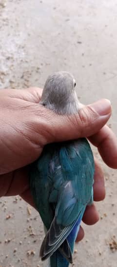 blue fisher oppline