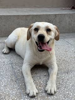 British Labrador Female 7 months