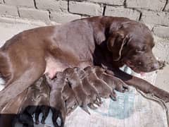 top quality confirm breeder female available pedigree