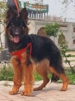 Garman shepherd  long female 5month For sale