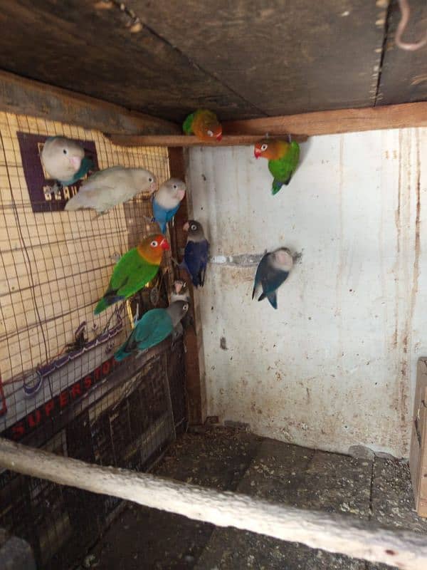 lovebirds breeder pair 0