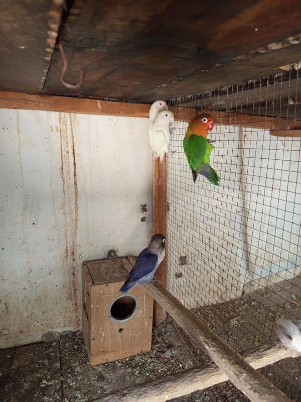 lovebirds breeder pair 3