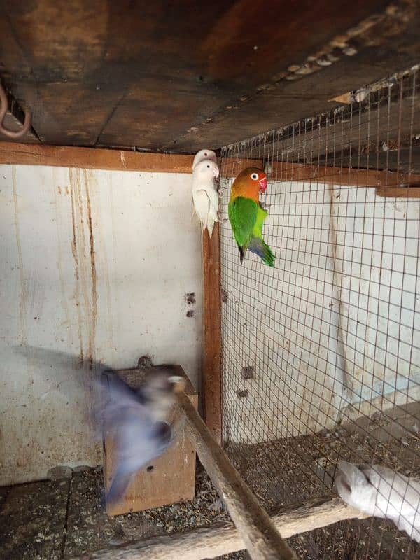 lovebirds breeder pair 4