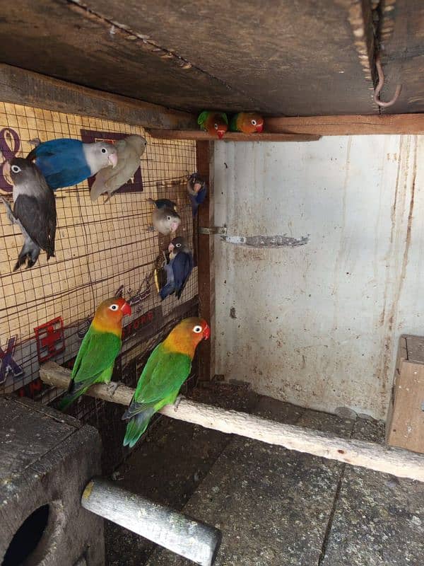 lovebirds breeder pair 8