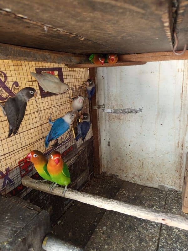 lovebirds breeder pair 9