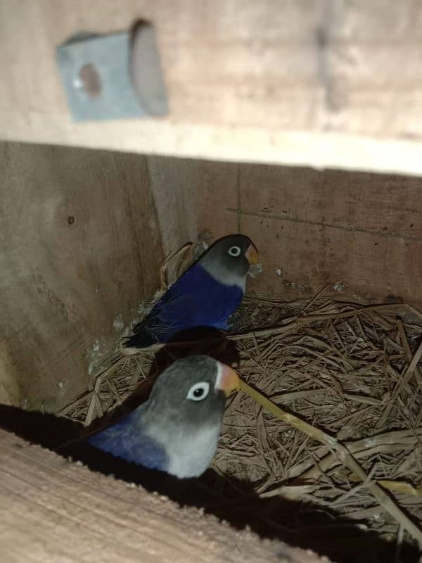 lovebirds breeder pair 11