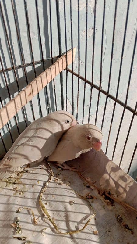lovebirds breeder pair 13
