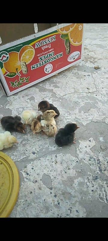 Amroha mainwali Aseel chicks 0
