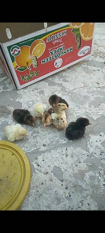 Amroha mainwali Aseel chicks 3