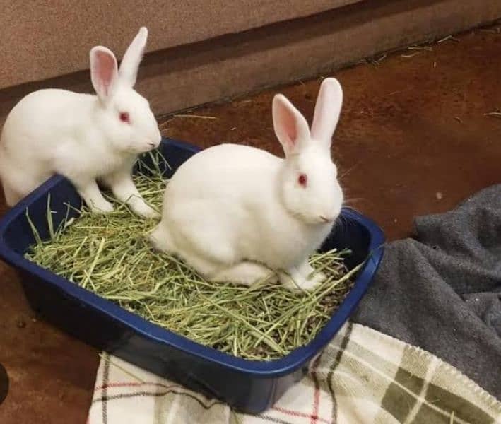 red eyes rabbit white and 2 Angora baby 0