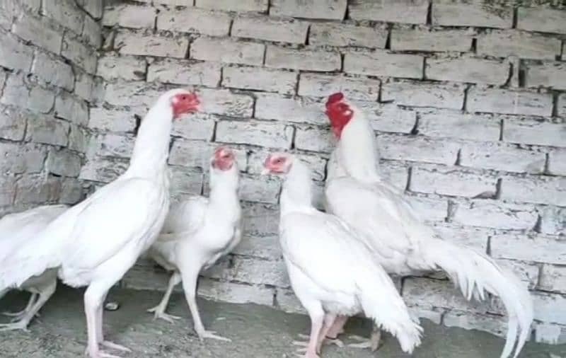 heera paper white  aseel eggs 1
