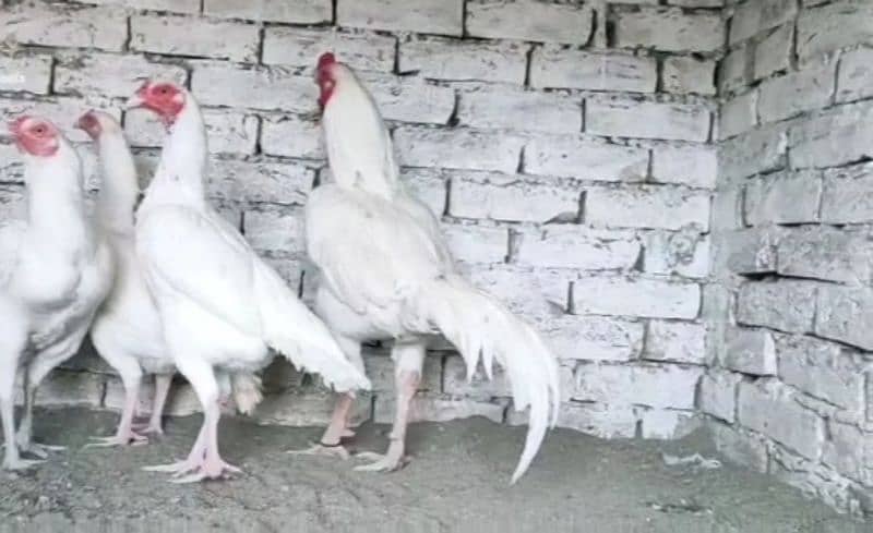 heera paper white  aseel eggs 2