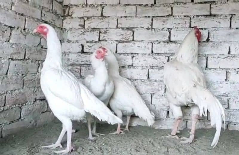 heera paper white  aseel eggs 3