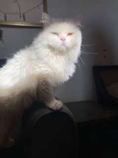 Persian male for breeding