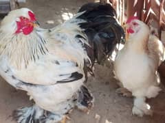 Colombian Brahma Hen's and Fertile Eggs. Karachi