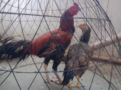 for sale aseel male