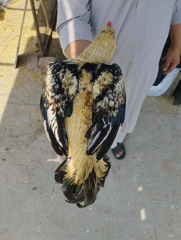 mian wali aseel 0