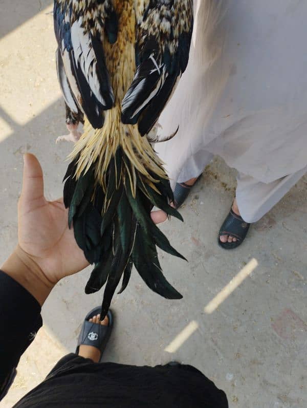 mian wali aseel 1