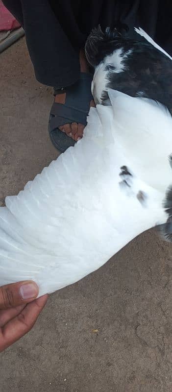 White Duck 4