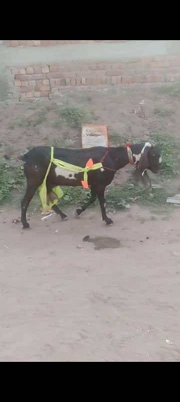 Male goats 2 teeth for qurbani 3