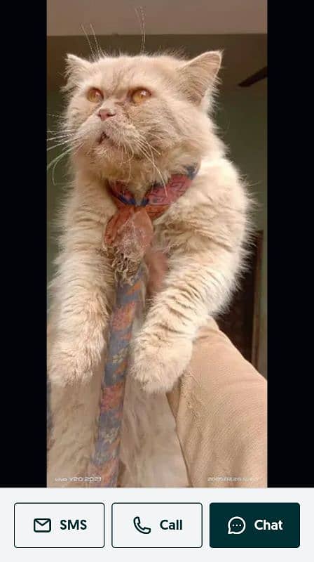 male citten urgent sale WhatsApp number 03246255729 0