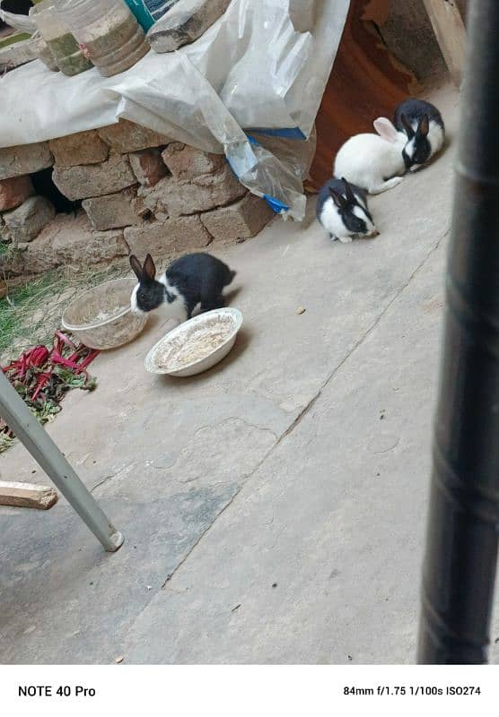 rabbits babies, 0