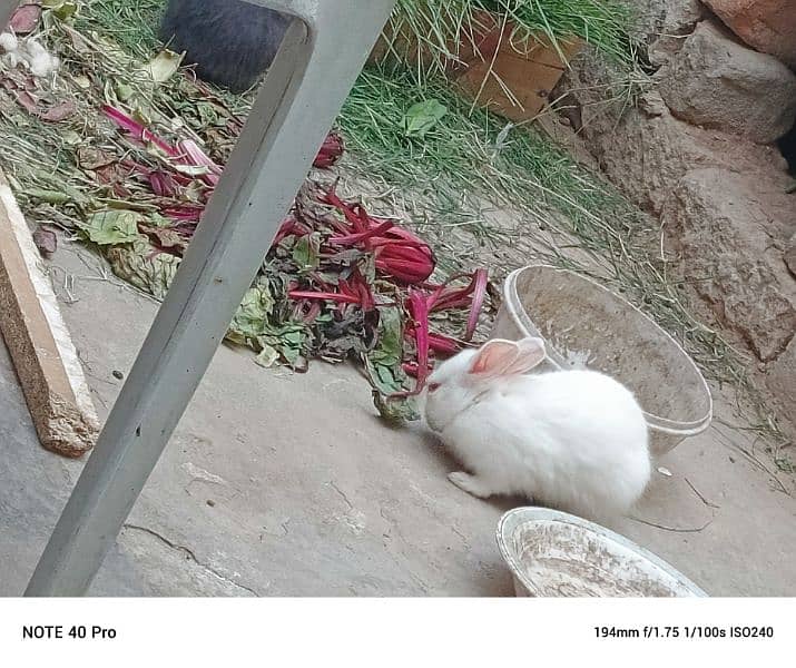 rabbits babies, 2