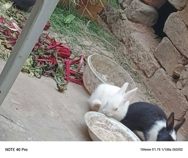 rabbits babies, 3
