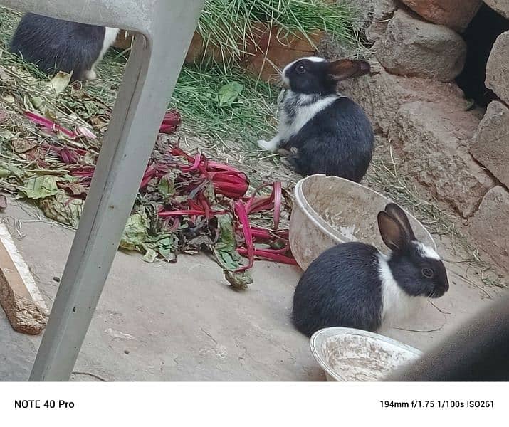 rabbits babies, 4